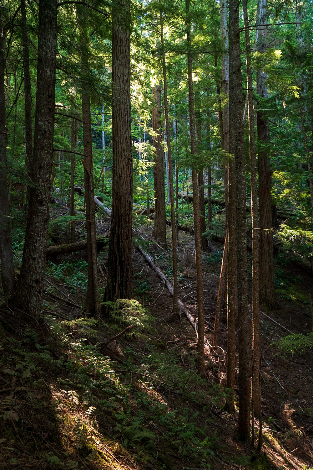 old growth forest along trail storm king