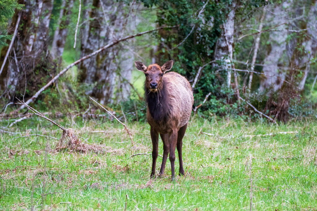 elk murhut falls trail