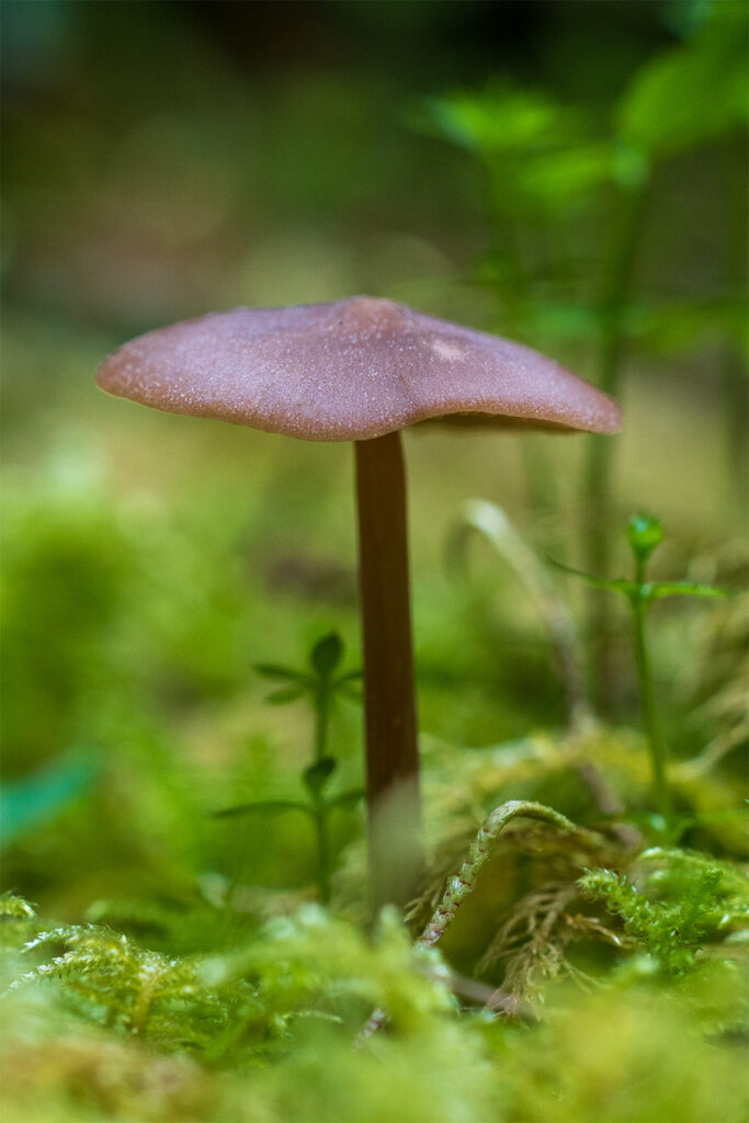mushrooms murhut falls trail