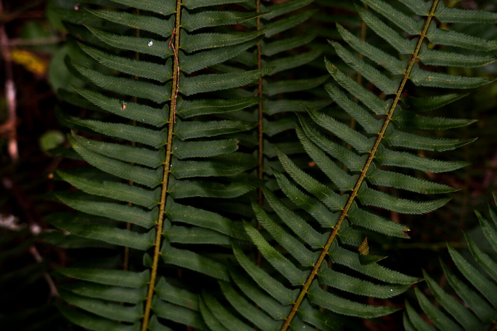 ferns are abundant on the trail to murhut falls