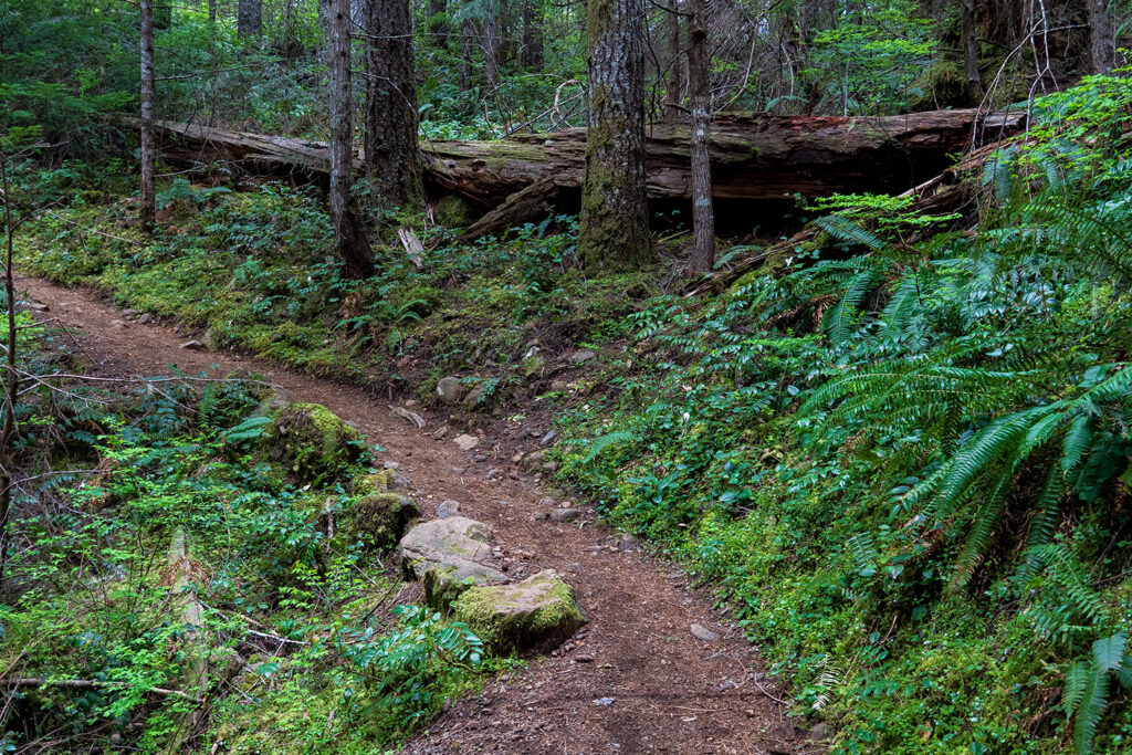 murhut falls trail mossy and ferns