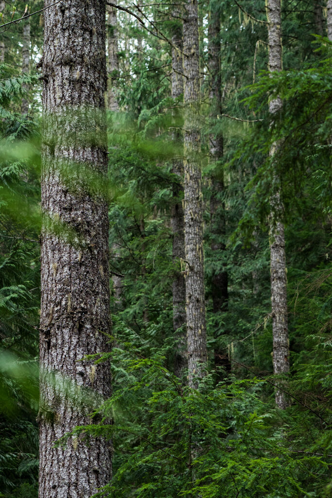 tall evergreen trees to murhut falls trail