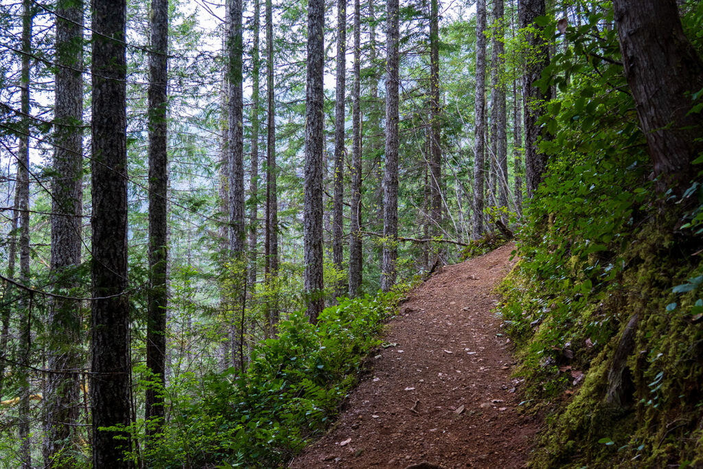murhut falls trail in olympic national forest