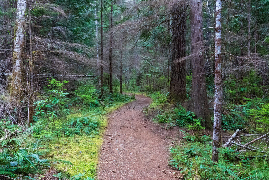 trail to murhut falls covered in moss well maintained