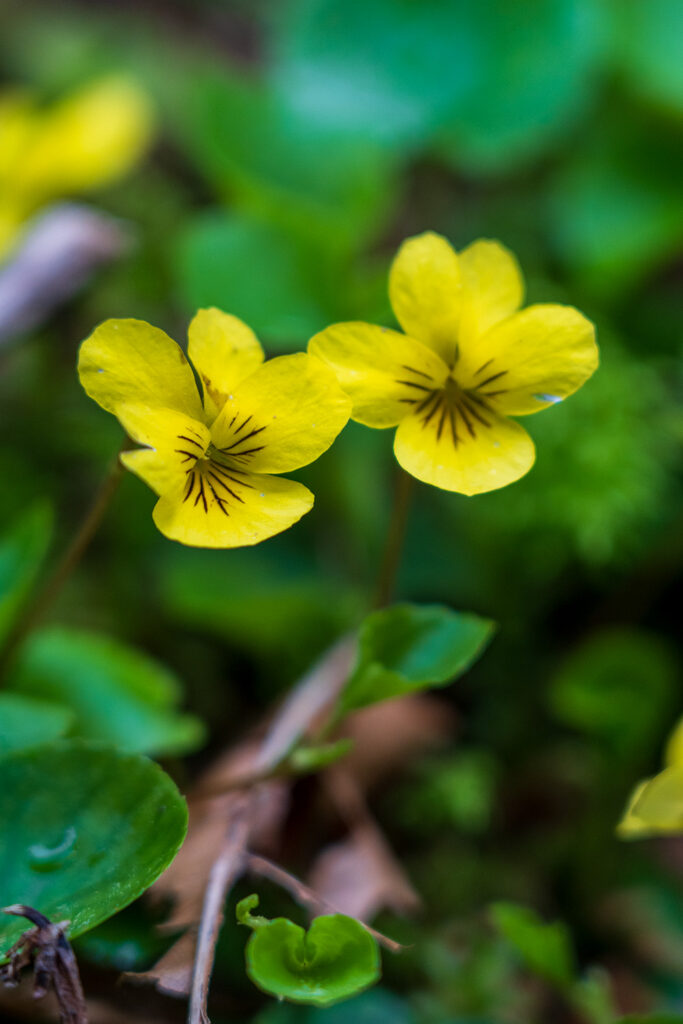 early spring flowers along the trail to murhut falls yellow Wood Violets