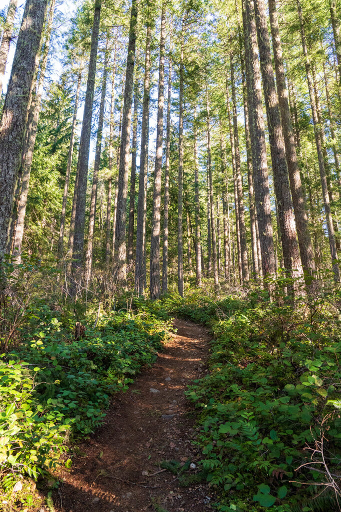 mount walker trail steep