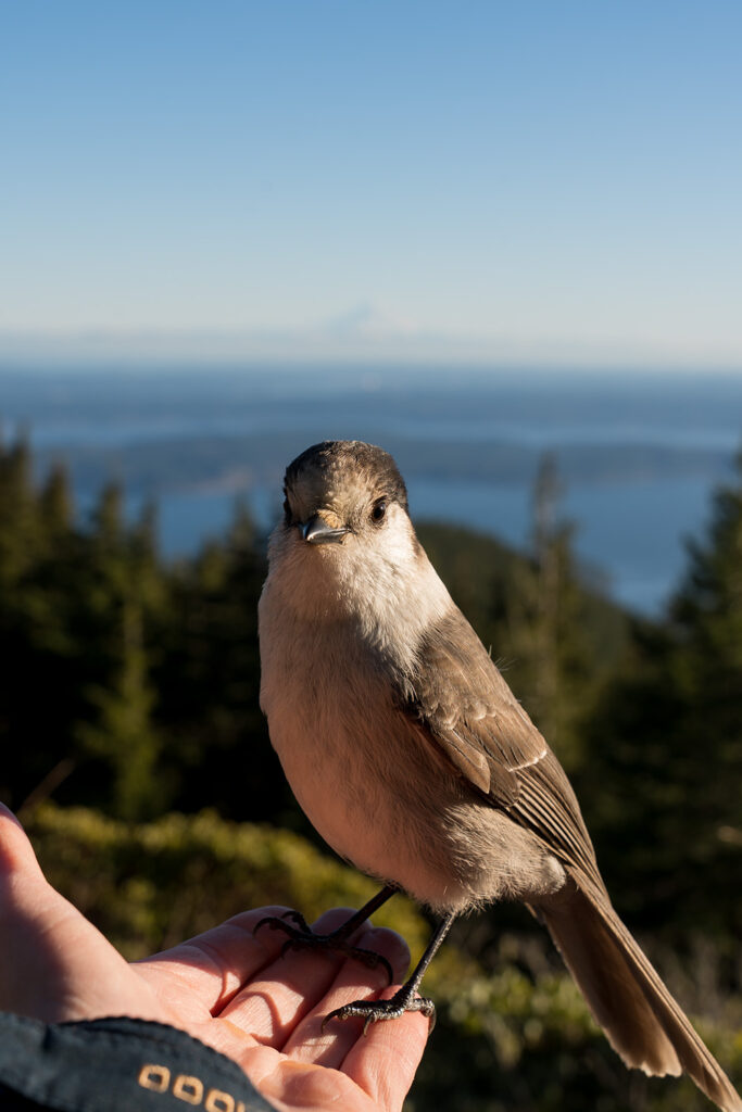 stellar jay on the summit of mount walker waiting for food