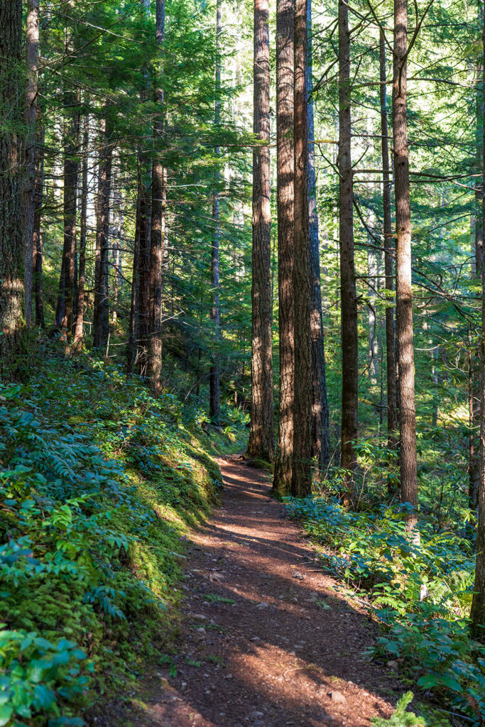 mount walker trail olympic national forest