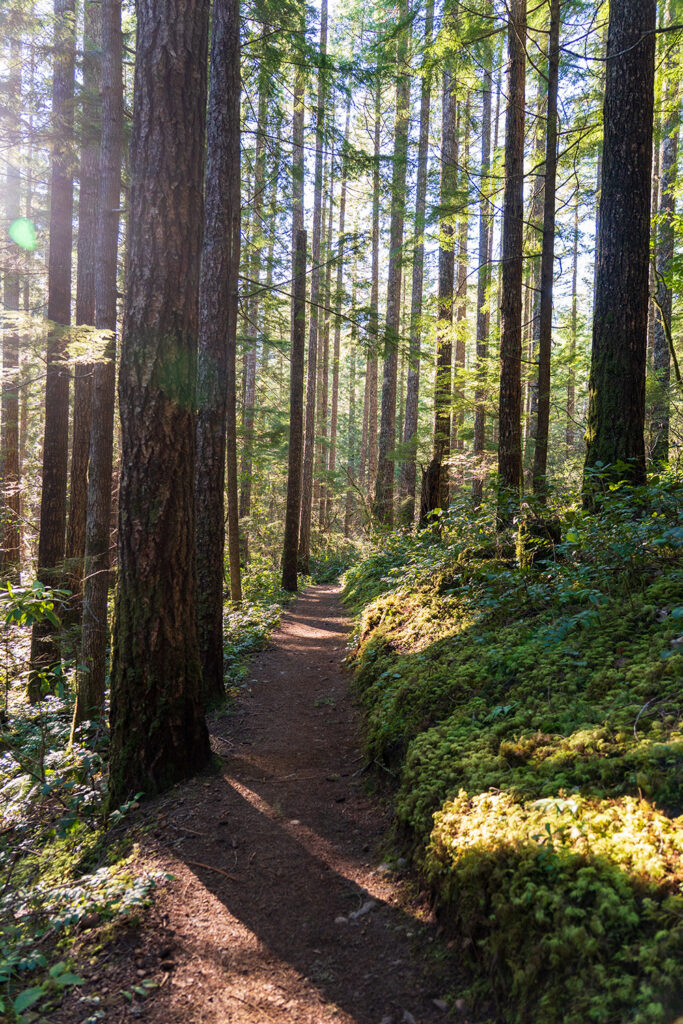 mount walker trail olympic national forest