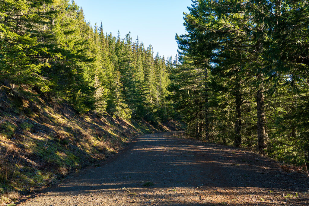 forest road heading up to mount walker