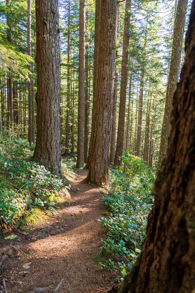 mount walker trail flattens out slightly near the top