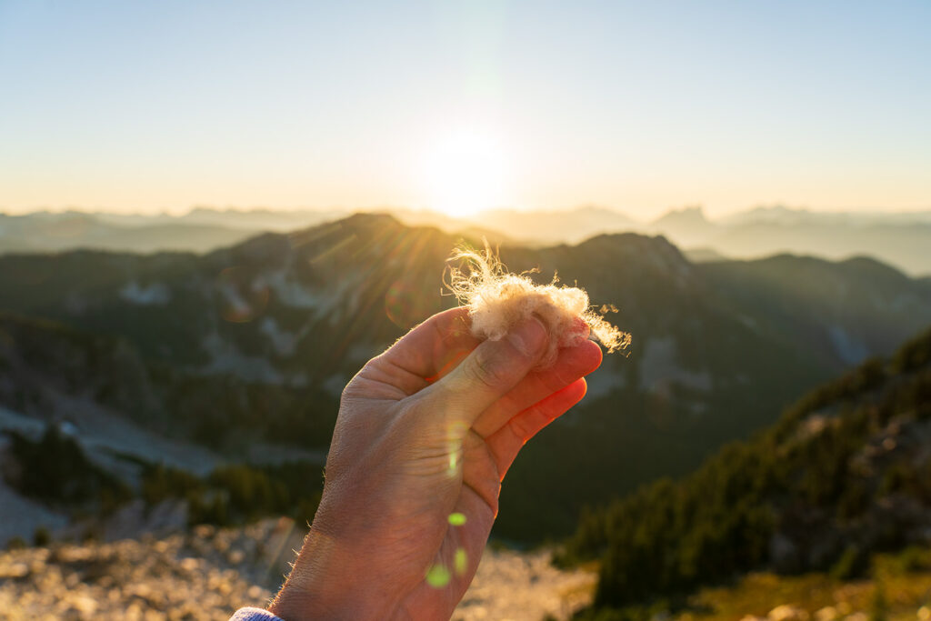 mountain goat hair found at thunder mountain lakes