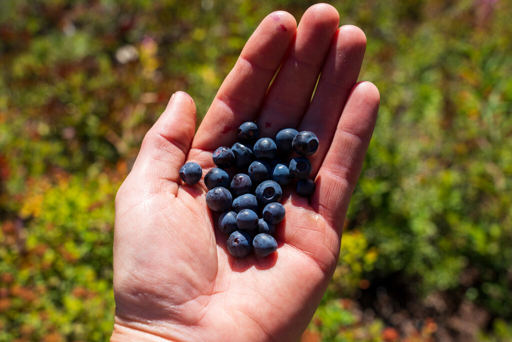 fresh blueberries along the trail make for the perfect snack