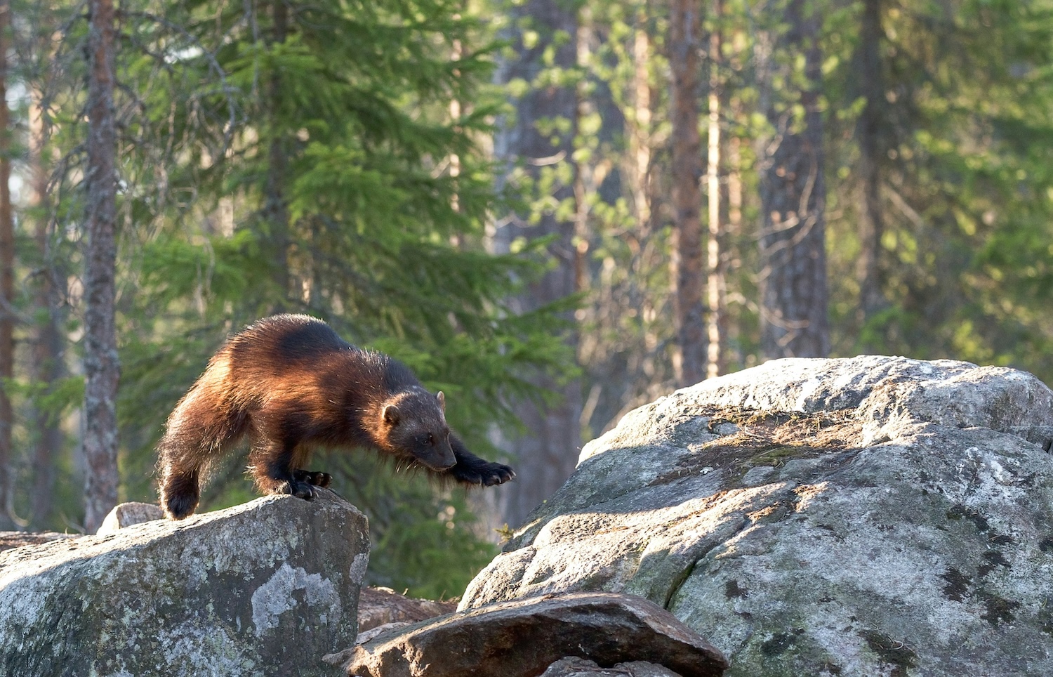 Copper Ridge to Copper Lake