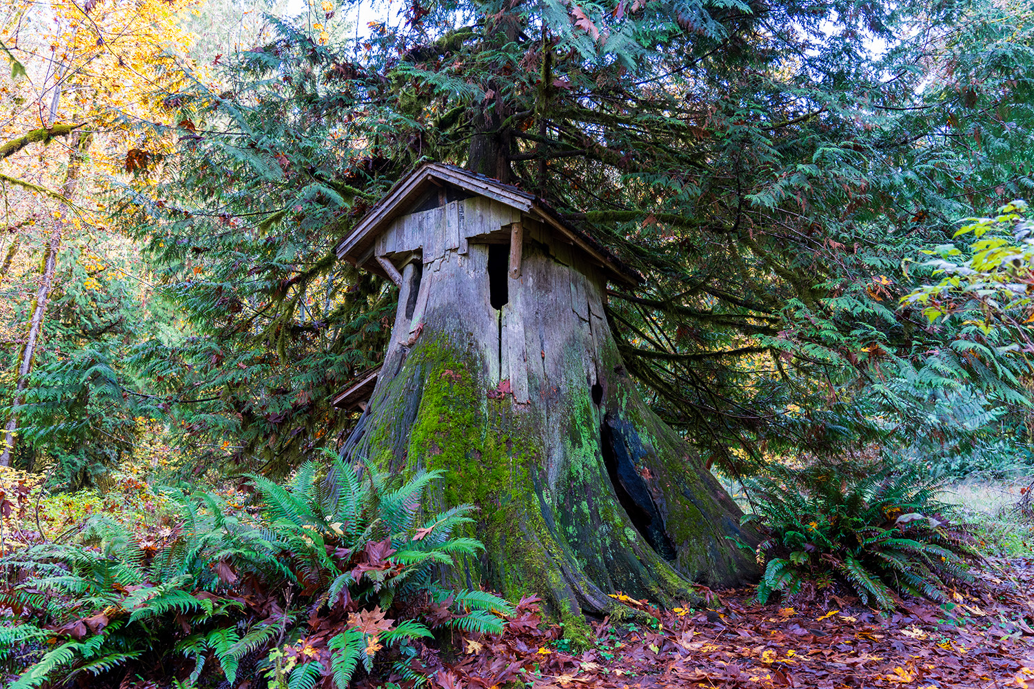 Stump House at Guillemot Cove